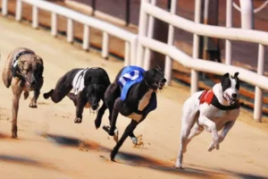 Bí Kíp Cá Cược Đua Chó MU88 Thắng Nhanh Thắng Lớn Từ Cao Thủ