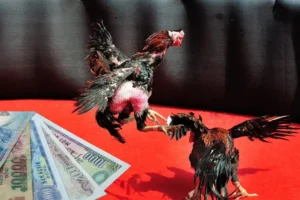 Bí Quyết Chơi Đá Gà Sabong Tại MU88 Từ Các Chuyên Gia Hàng Đầu